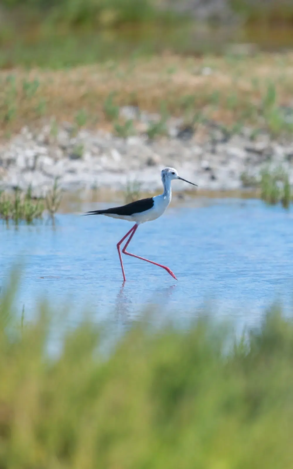 ile de ré parc naturel