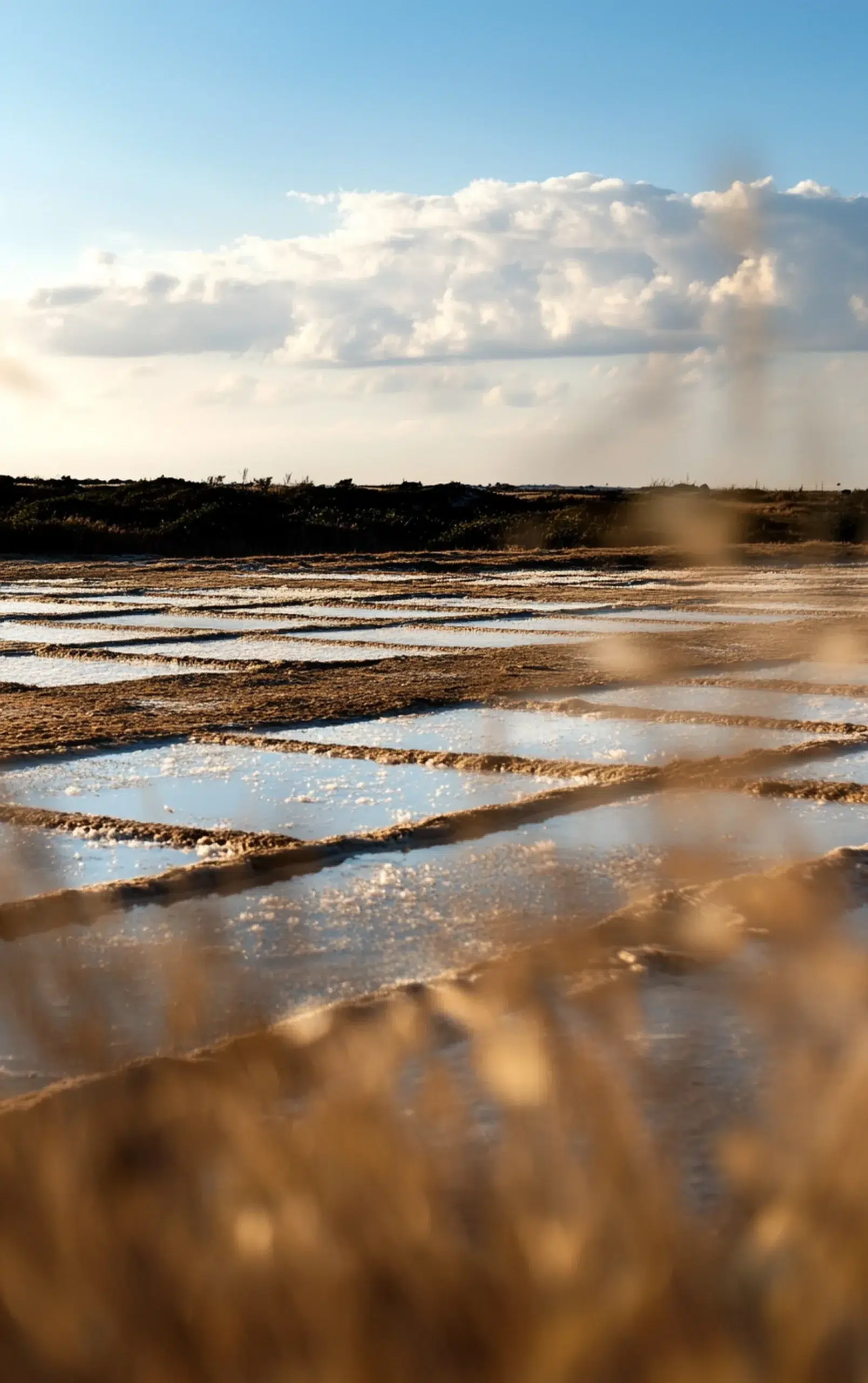 salt marshes île de ré